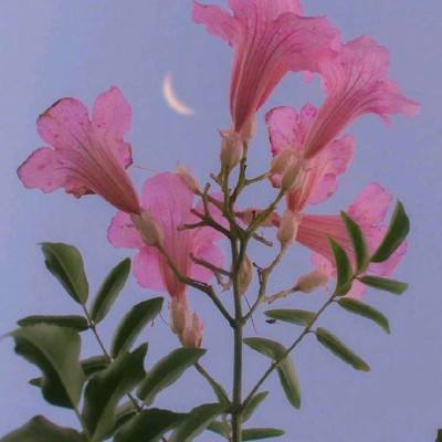 脑洞无限大完整版下载